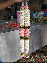 jasmin